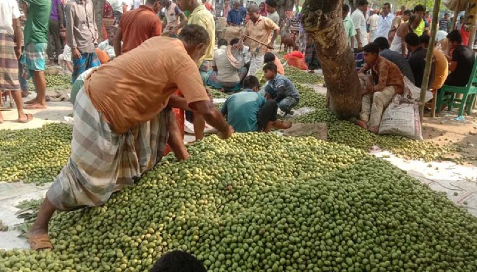পঞ্চগড়ে দিনে অর্ধকোটি টাকার জলপাই বিক্রি , আর্থিকভাবে স্বাবলম্বী হচ্ছেন স্থানীয় কৃষকরা