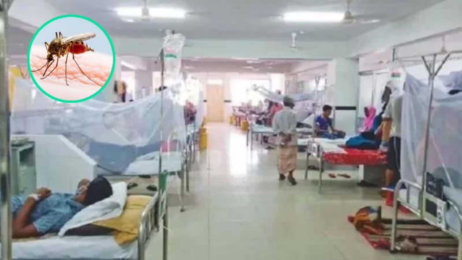 ডেঙ্গু আক্রান্ত হয়ে আরও ৭ জনের মৃত্যু, হাসপাতালে ভর্তি  ২২৪৯ জন
