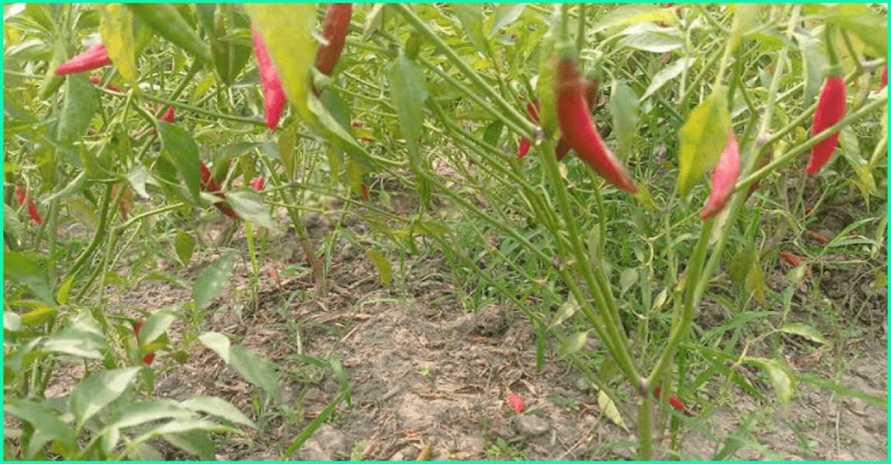 প্রচন্ড রোদে পুড়ছে মরিচ ক্ষেত, হতাশ চাষিরা