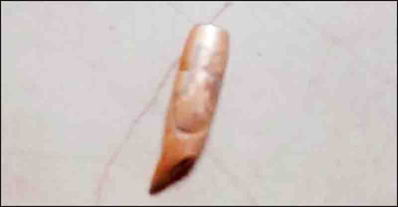 রাখাইনে সংঘাত থেকে আবারও এপাড়ে গুলি
