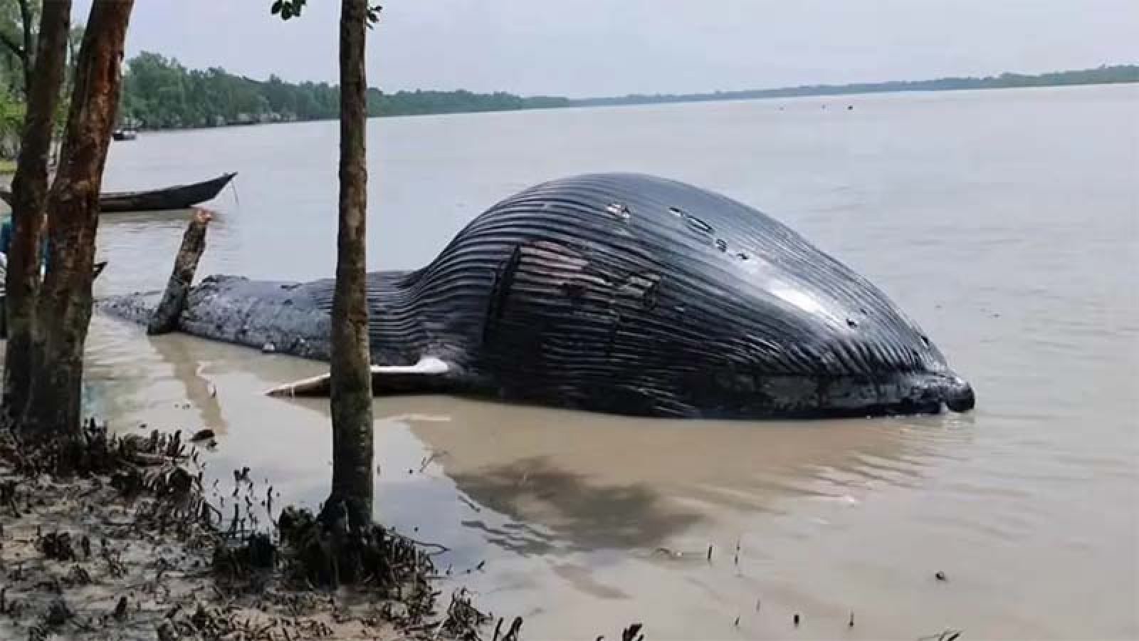 নদীর তীরে ভেসে এলো ৩০ ফুট লম্বা মৃত তিমি