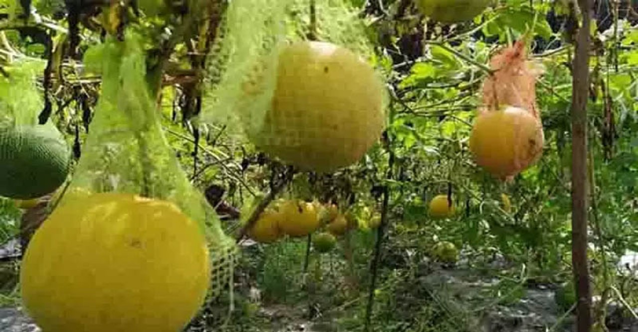 সমন্বিত কৃষিকাজে চাষিদের ভাগ্যবদল