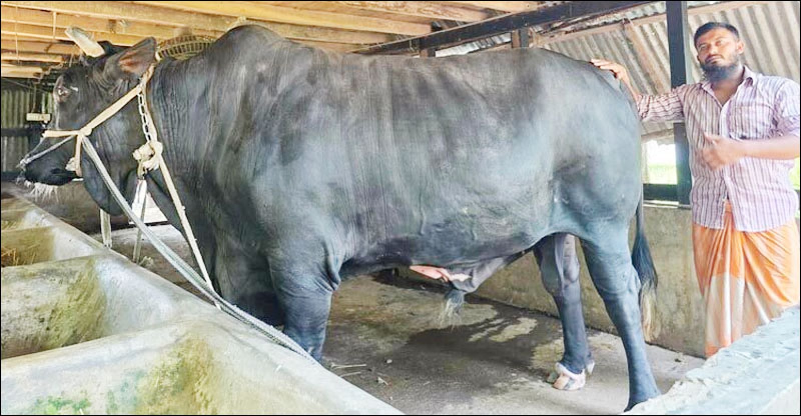 ২০ লাখ টাকায় বিক্রি হলো সেই ‘কালো মানিক’