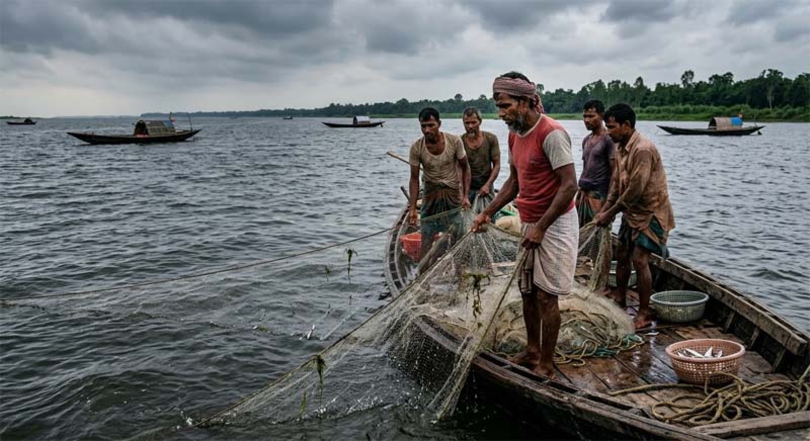 ধুঁকছে পদ্মা: কমছে প্রবাহ, অস্তিত্ব হারাচ্ছে মাছে-ভাতে বাঙালির ইলিশ ও দেশীয় প্রজাতি