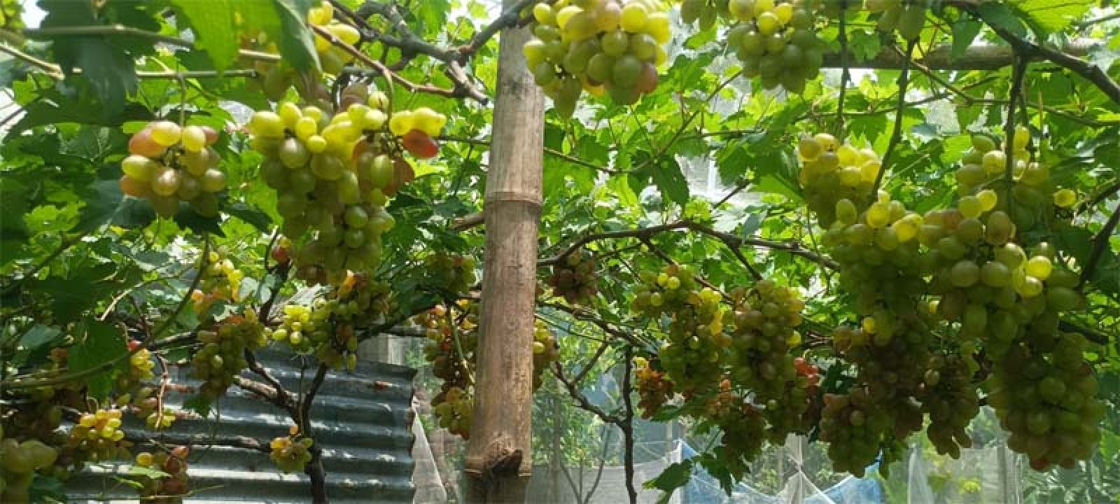 বরেন্দ্রর রুক্ষ মাটিতে ফলছে মিষ্টি আঙ্গুর বাণিজ্যিকভাবে চাষের নতুন সম্ভাবনা