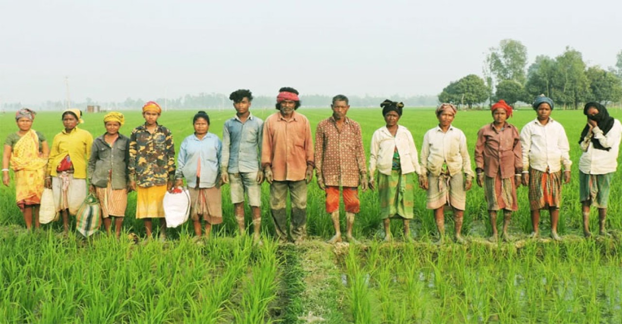 তাড়াশে মজুরি বৈষম্যের শিকার আদিবাসী কৃষি শ্রমিক