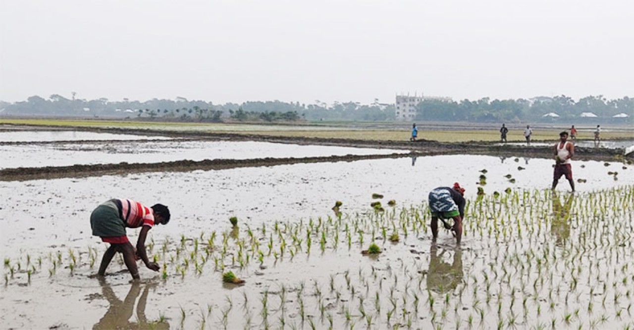 চাঁদপুরে বোরো চারা রোপণে কৃষক ব্যস্ত