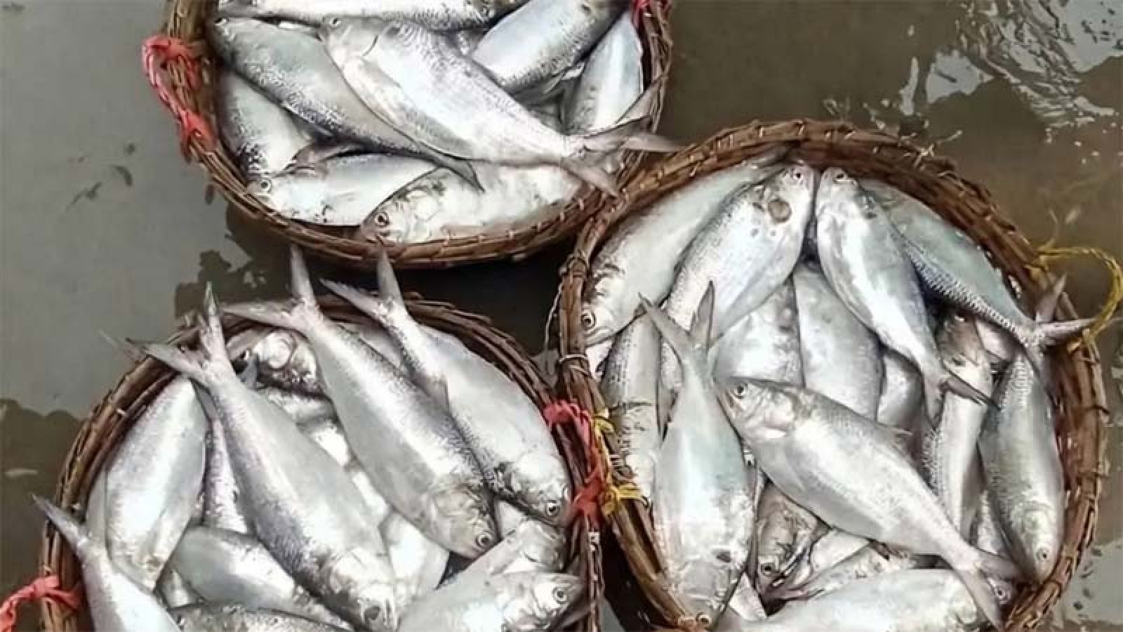 ইলিশ আহরণে জ্বালানির বড় খরচ, প্রভাব পড়ছে দামে