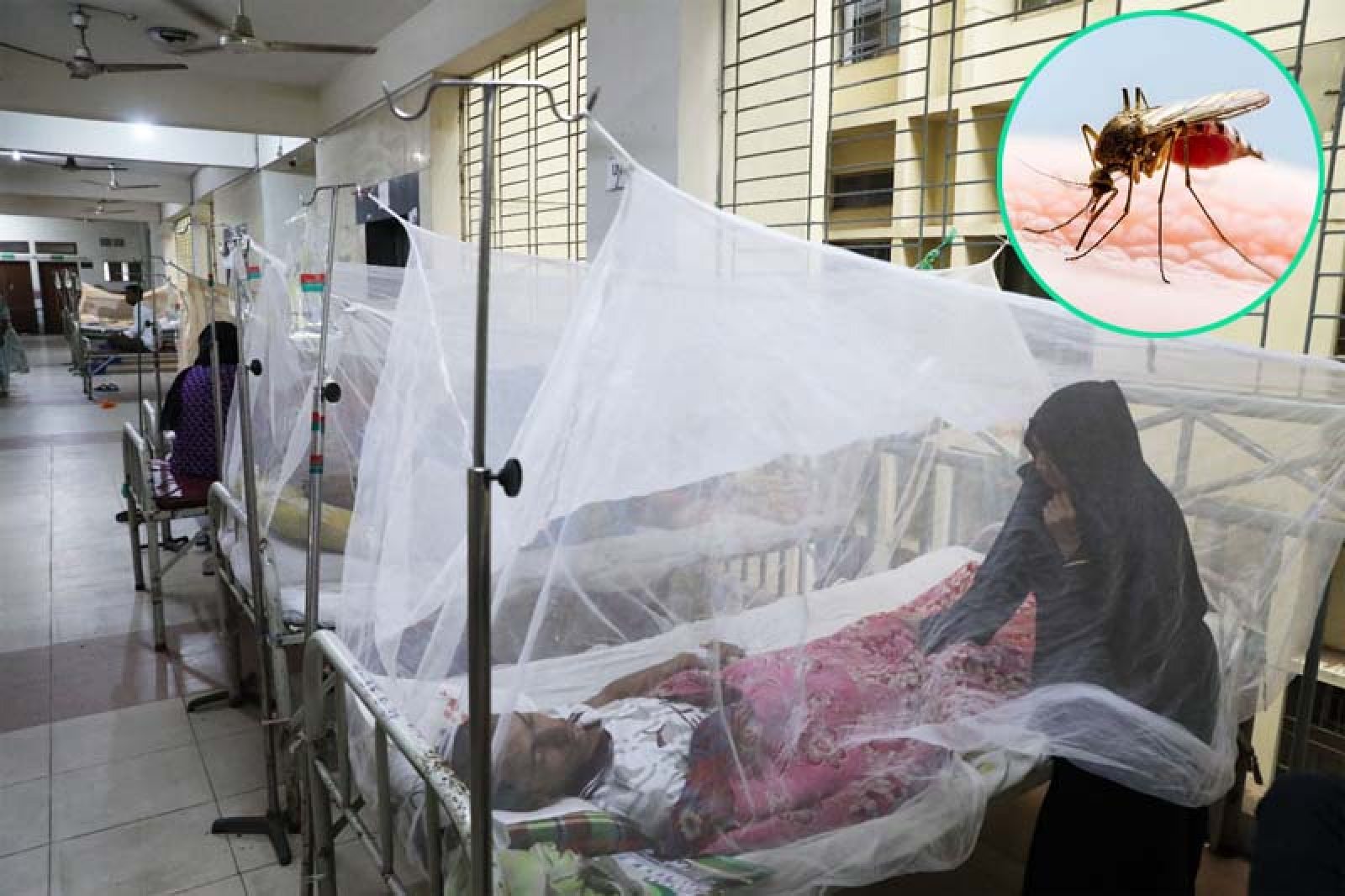 ডেঙ্গু আক্রান্ত হয়ে হাসপাতালে ভর্তি ১৯৫৪,মৃত্যু ৯