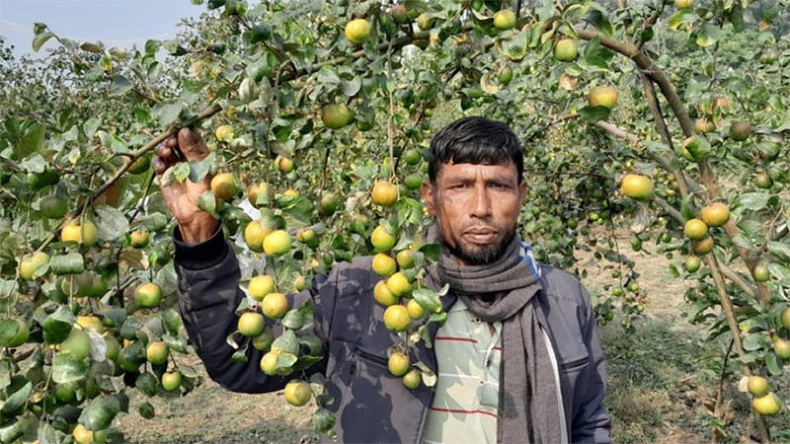 মাগুরায় প্রথমবার আপেল কুল চাষে সাফল্য, ৩ লাখ টাকা বিক্রির আশা