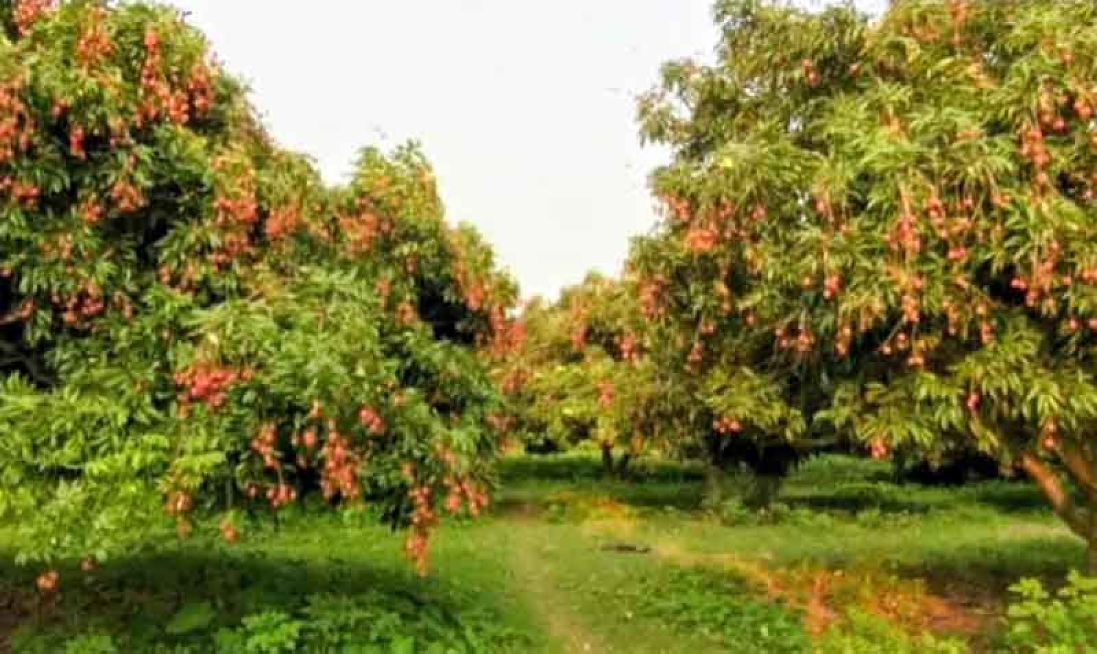 সবার জন্য উন্মুক্ত ২০০ গাছের লিচুবাগান,পেড়ে খাবেন লাগবেনা দাম