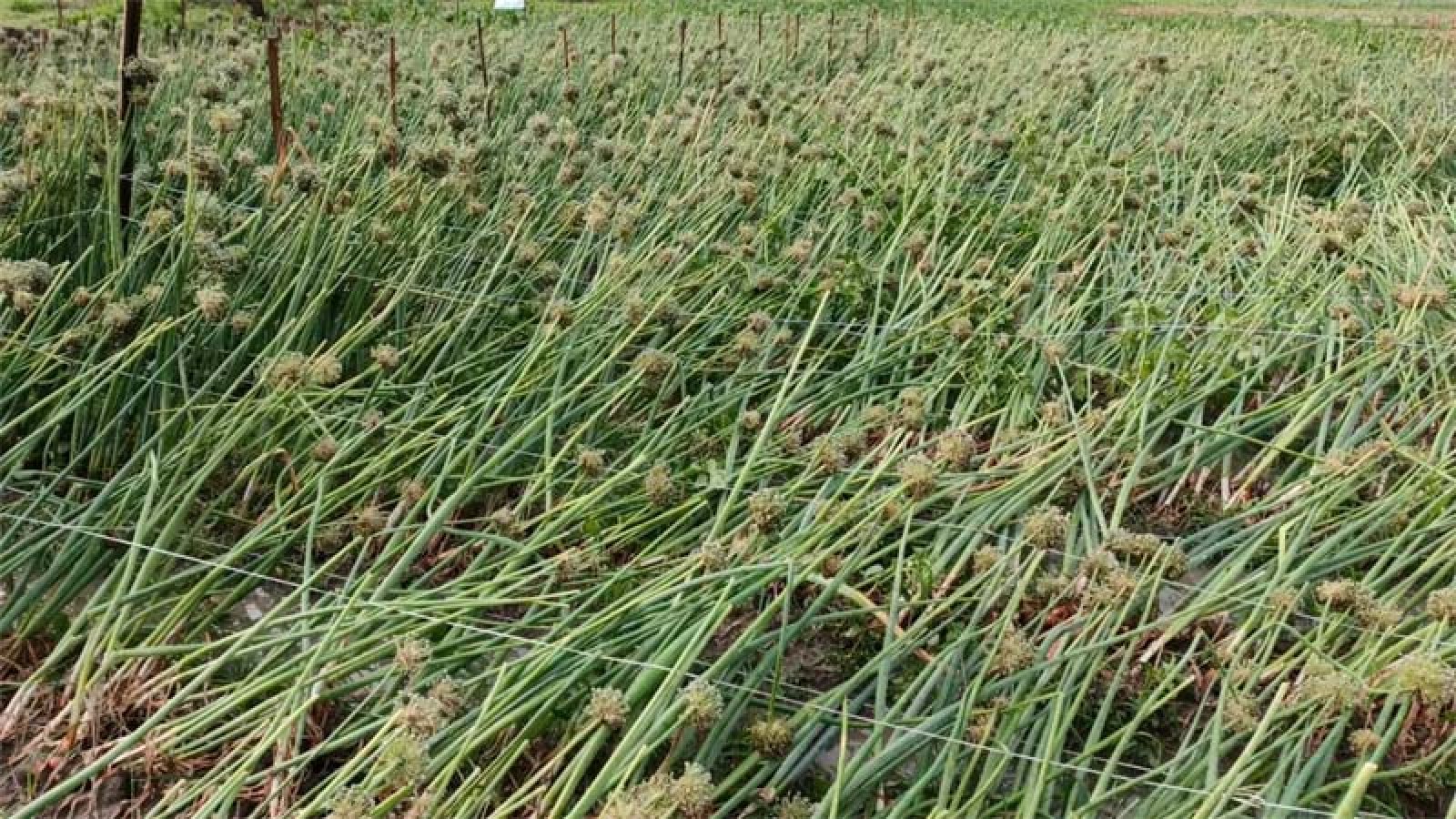 রাজশাহীতে কালবৈশাখী ঝড়-শিলাবৃষ্টি, ফসলের ব্যাপক ক্ষতি
