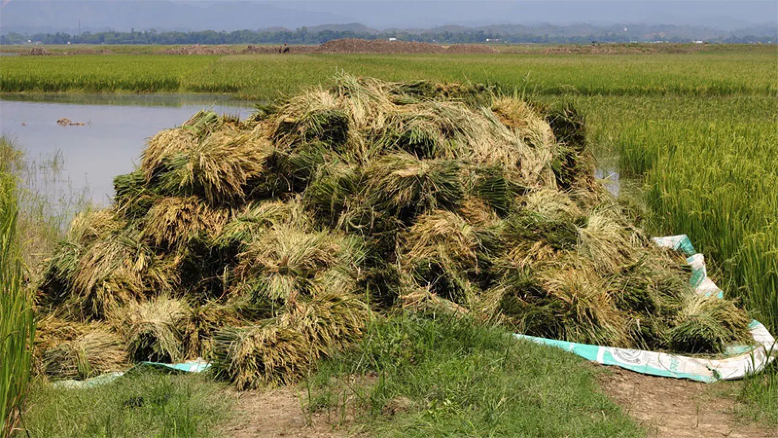 সুনামগঞ্জে আগাম বন্যার শঙ্কা, দ্রুত পাকা ধান কাটার অনুরোধ পাউবোর