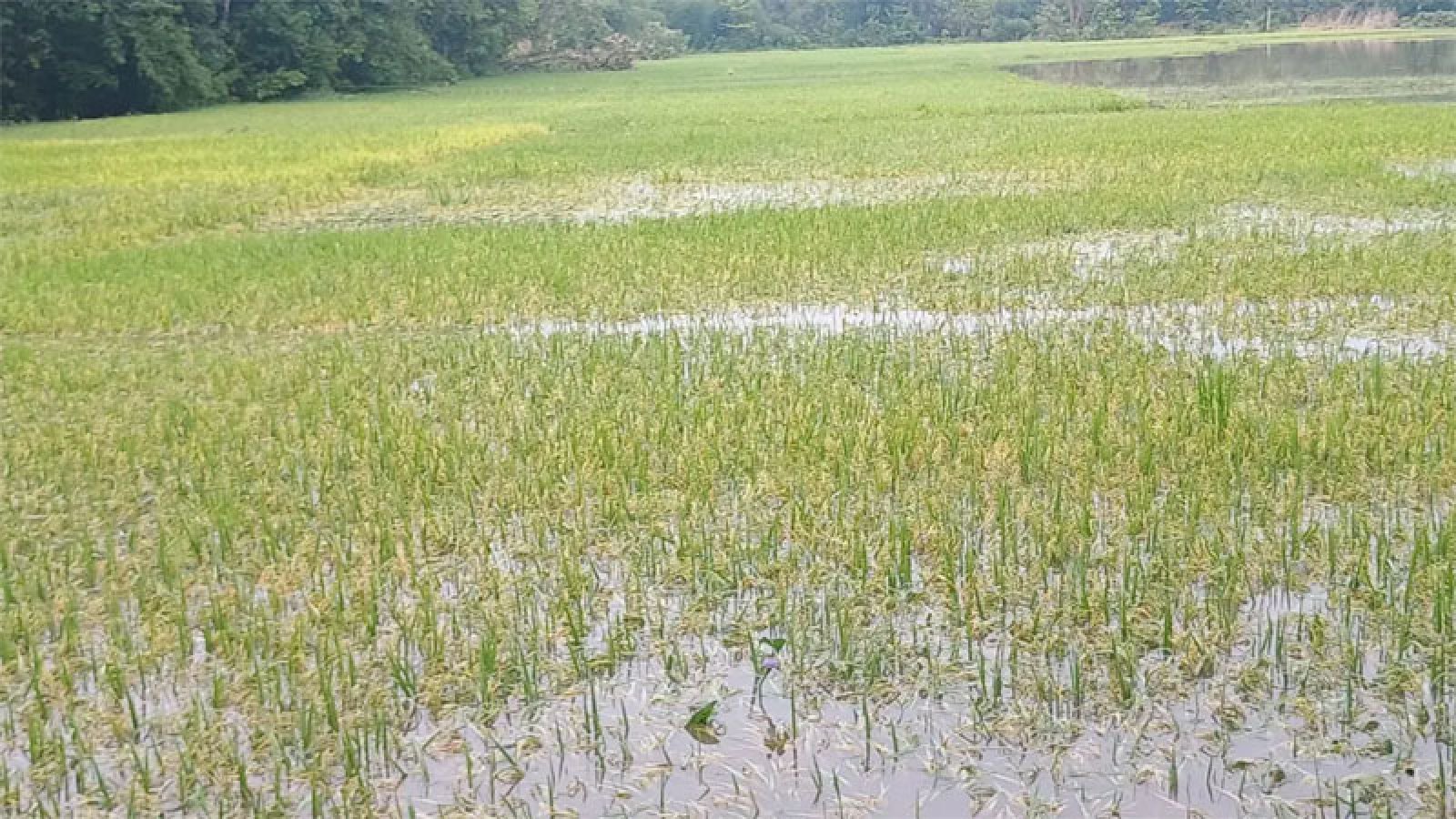 জলাবদ্ধতায় কমলগঞ্জে ৫শ হেক্টর জমির বোরো ফসল ক্ষতিগ্রস্ত