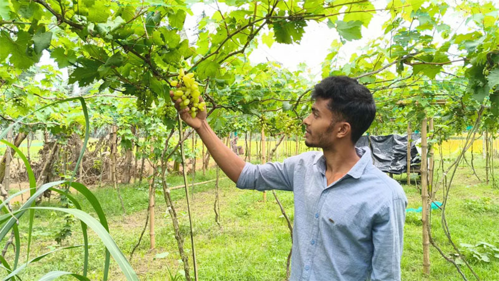 ২৩ জাতের আঙুর চাষ করেছেন কলেজছাত্র, লক্ষাধিক টাকা বিক্রির আশা