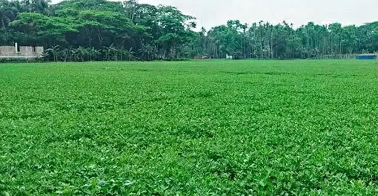 দক্ষিণাঞ্চলের কৃষিতে চীনাবাদাম চাষে  নতুন সম্ভাবনা