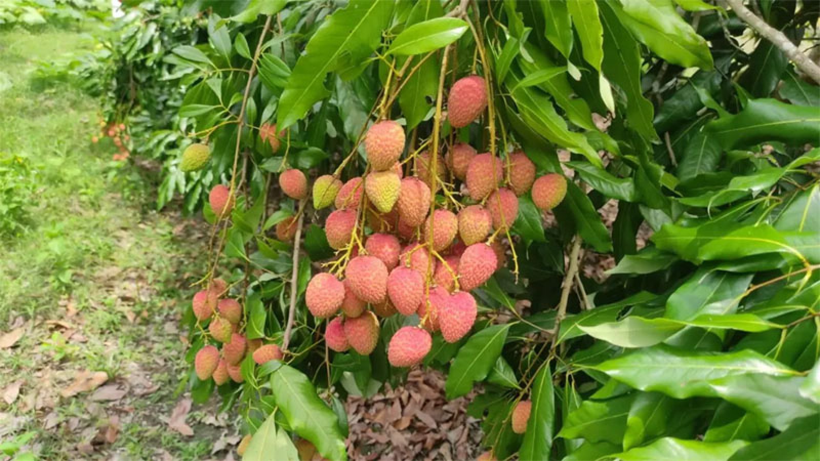 জি আই স্বীকৃতির পর দেশজুড়ে বাড়ছে মাগুরার লিচুর কদর
