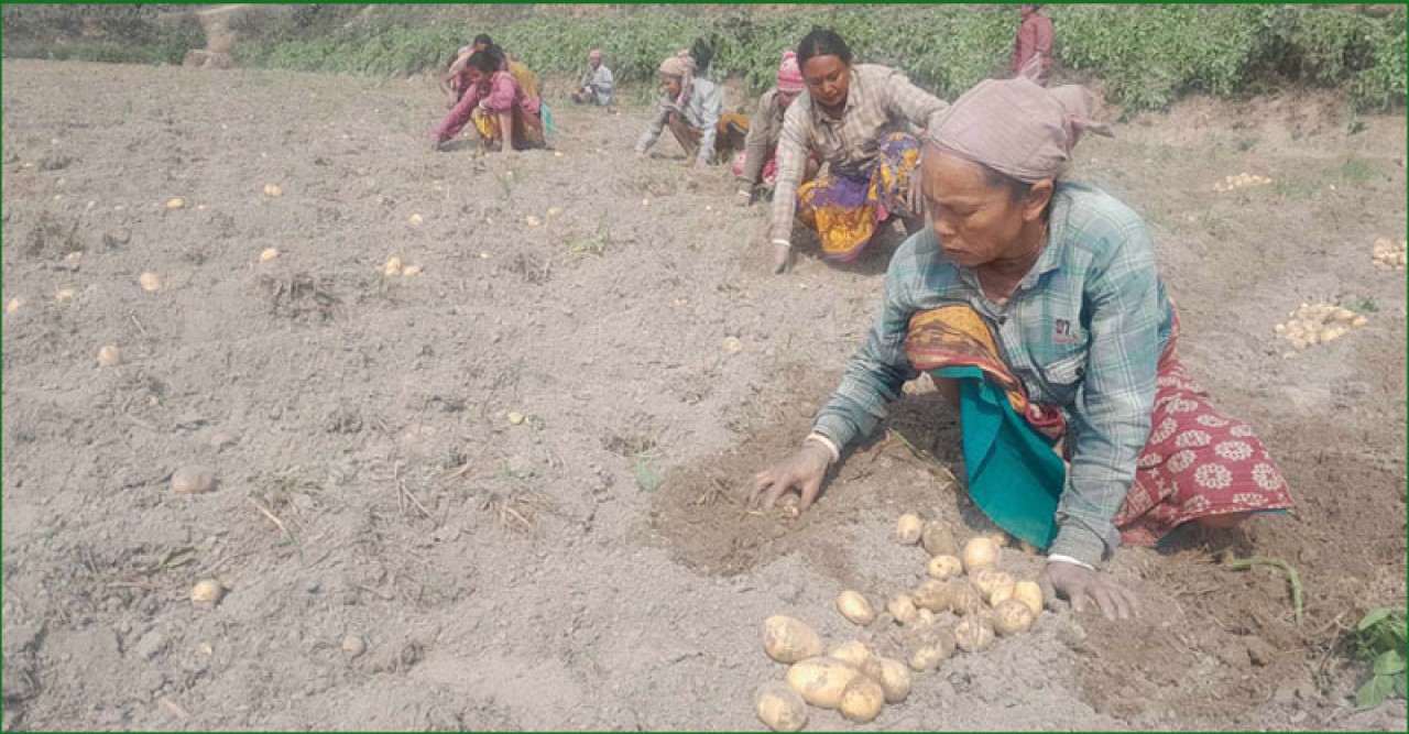 আমদানির খবরে হু হু করে আলুর দাম কমে যাচ্ছে