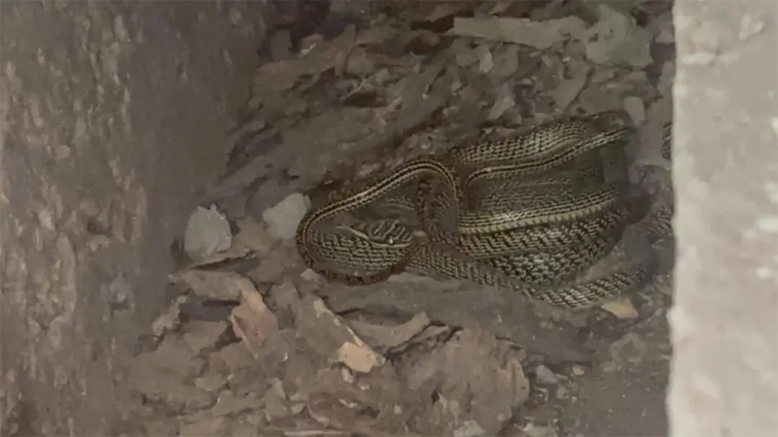 বরিশাল ডিআইজি কার্যালয় থেকে ২ জোড়া কালনাগিনী সাপ উদ্ধার