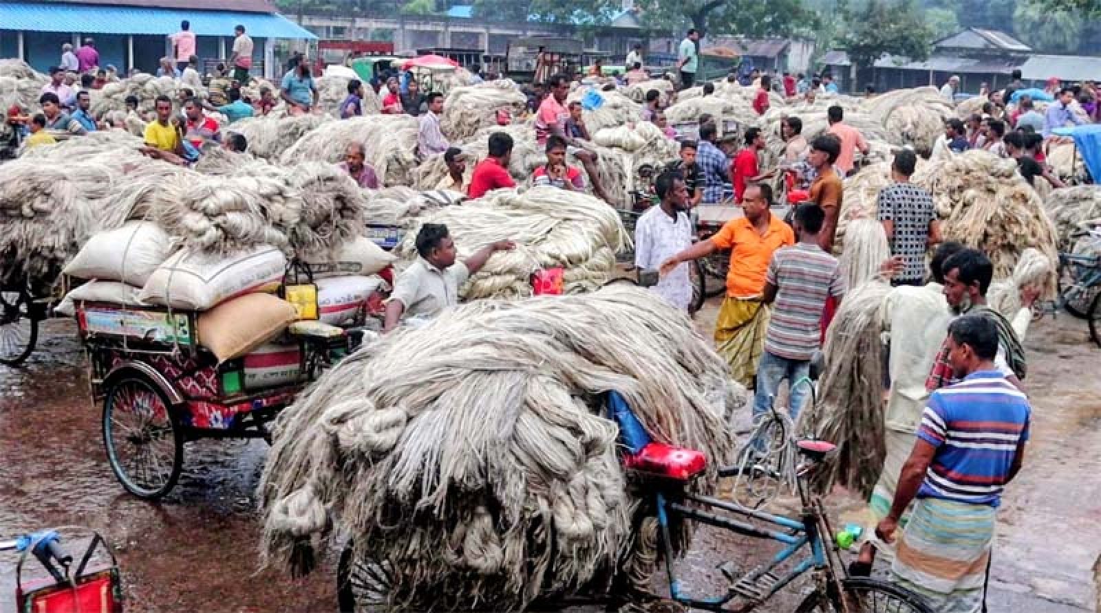 রাজশাহীতে হঠাৎ পাটের বাজারে দরপতন, হতাশ চাষিরা