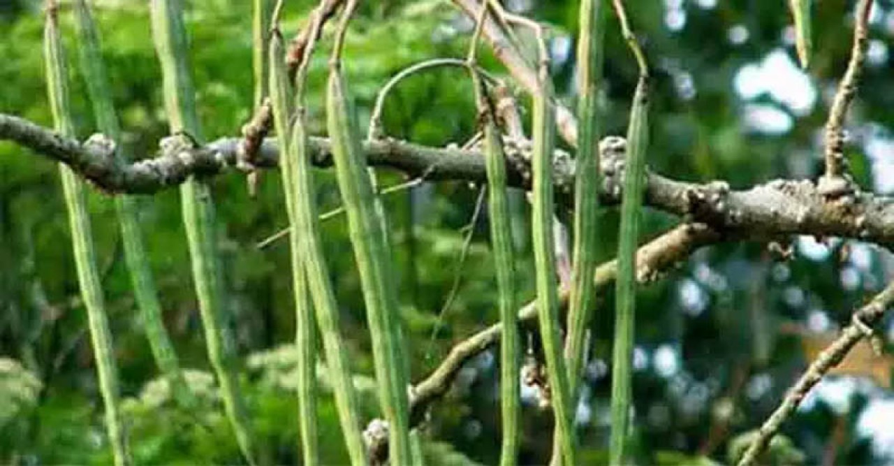 সজিনার কাঙ্ক্ষিত দাম পাওয়ায় খুশি চাষিরা
