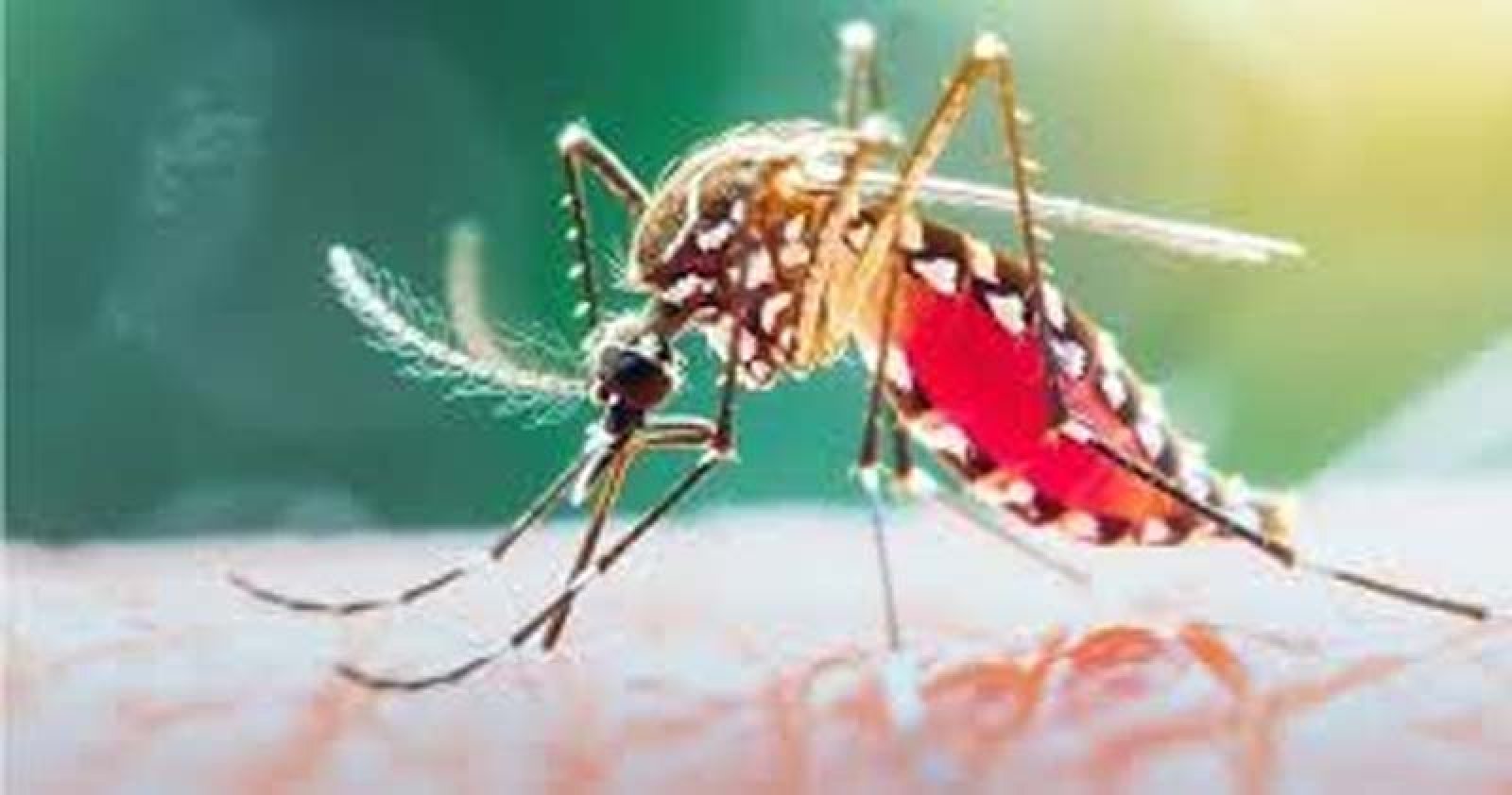 ডেঙ্গুতে আক্রান্ত হয়ে আরো ৮ জনের মৃত্যু, হাসপাতালে ভর্তি  ১৭৩৩ জন