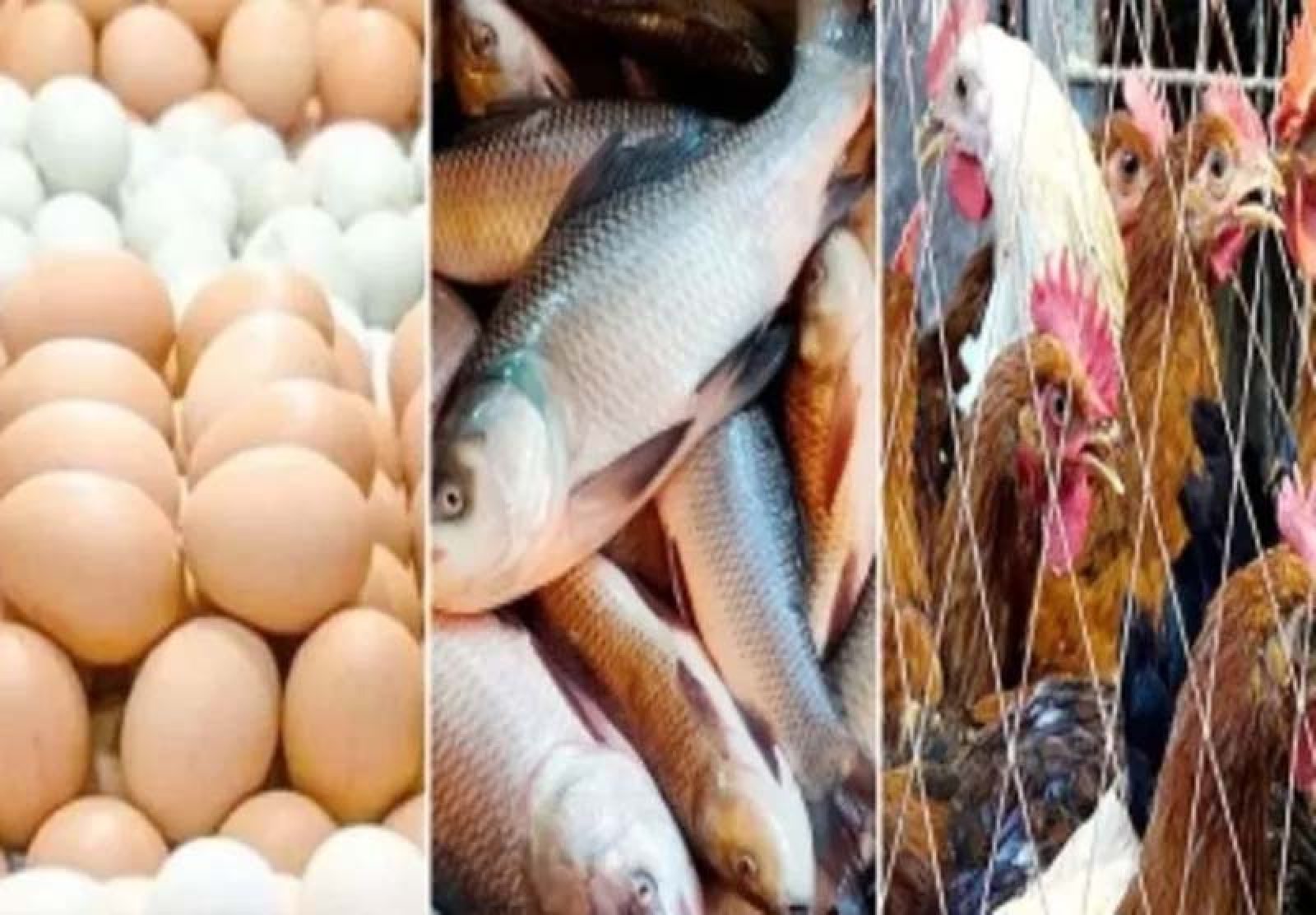 ডিমের দাম ডজনে ১০ টাকা কমেছে ॥ মাছ-মুরগিতে স্বস্তি ফেরেনি