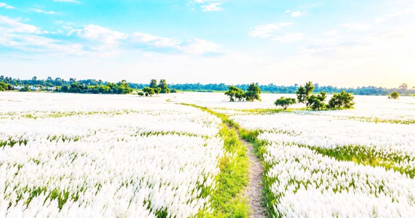 পদ্মার চরে শরতের শুভ্রতার মেলা
