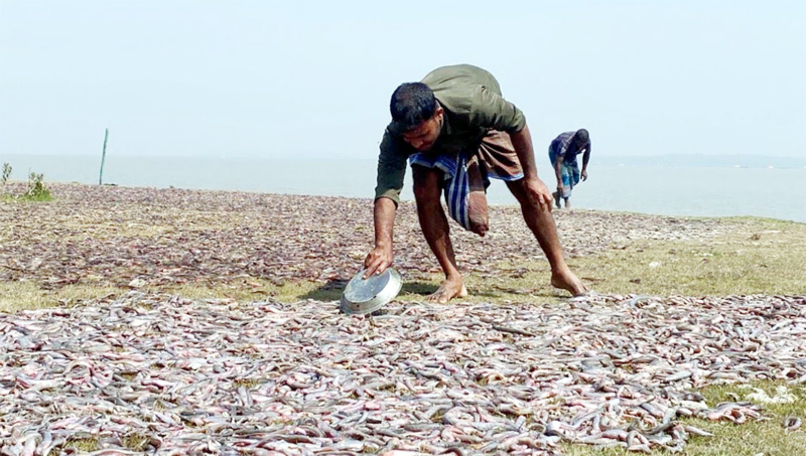 সংকটে হাতিয়ার সম্ভাবনাময় চেউয়া শুঁটকি শিল্প