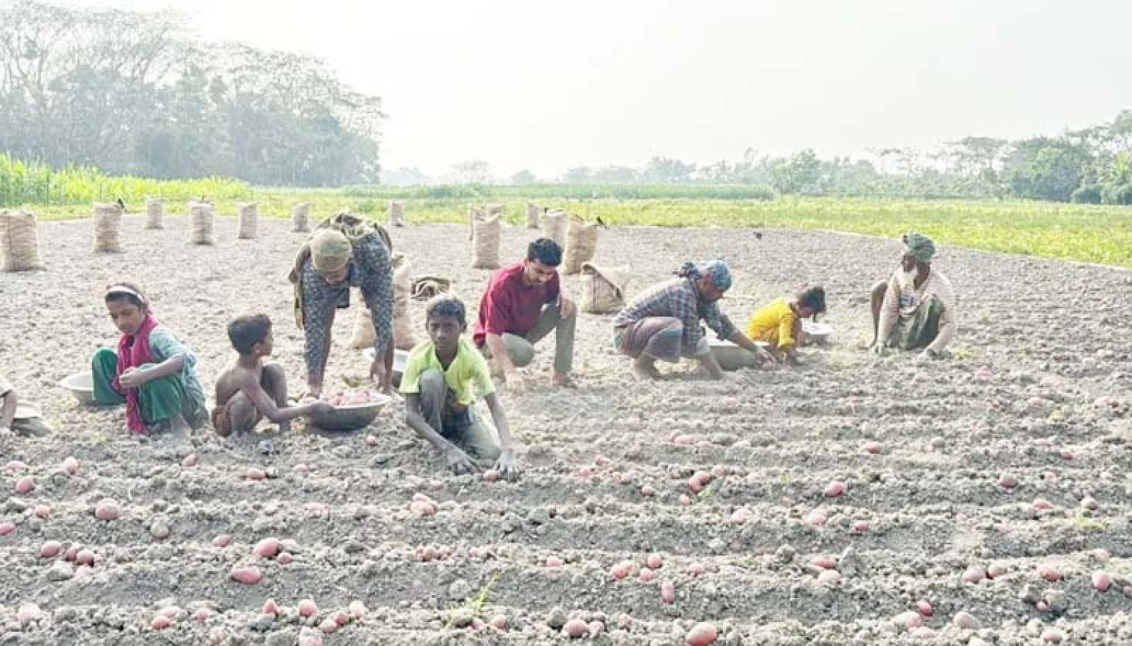 আলুর বাম্পার ফলনেও হাসি নেই কৃষকের মুখে