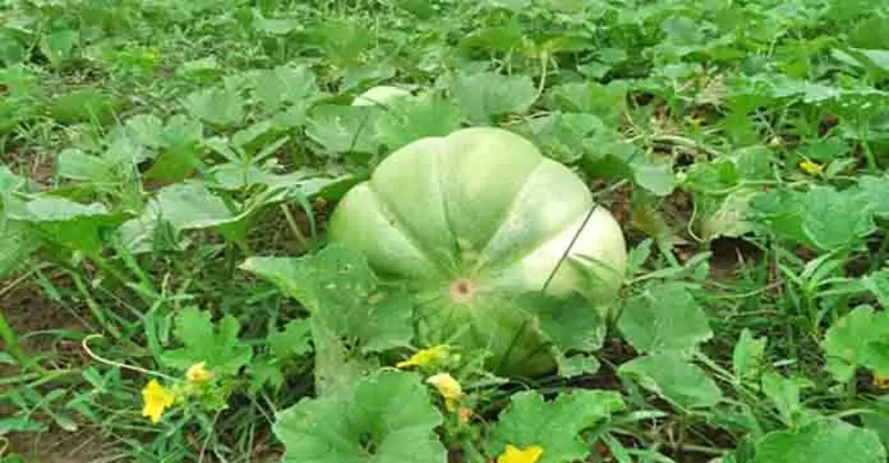 অল্প খরচে বাঙ্গির চাষে লাভবান চাষিরা
