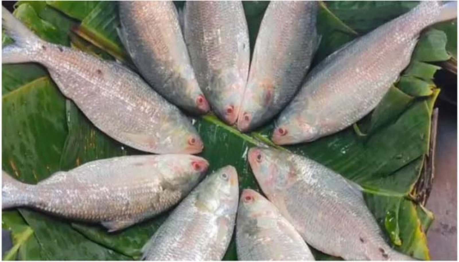 ইলিশের দাম আকাশছোঁয়া