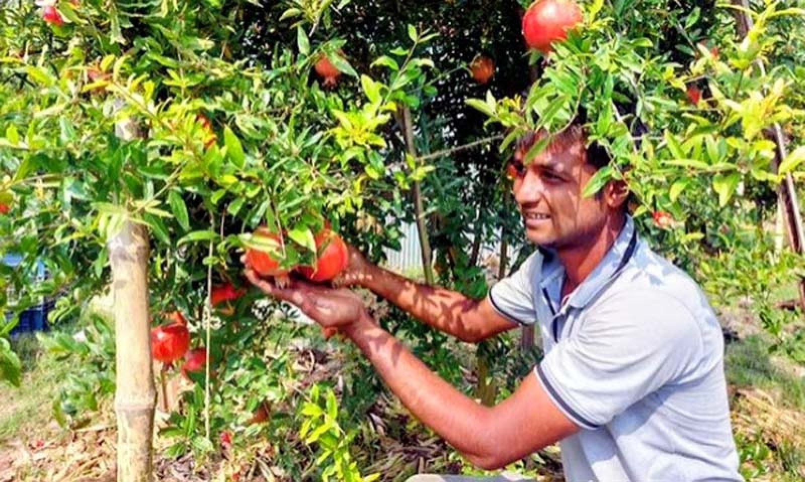রাজশাহীর চারঘাটে বিকল্প কৃষিতে বিপ্লব