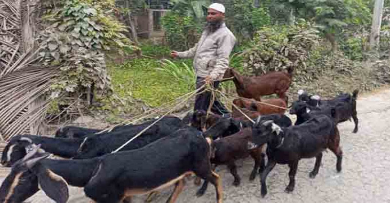 ছাগল পালনে ব্যাপক সফলতা পেয়েছেন তাহের
