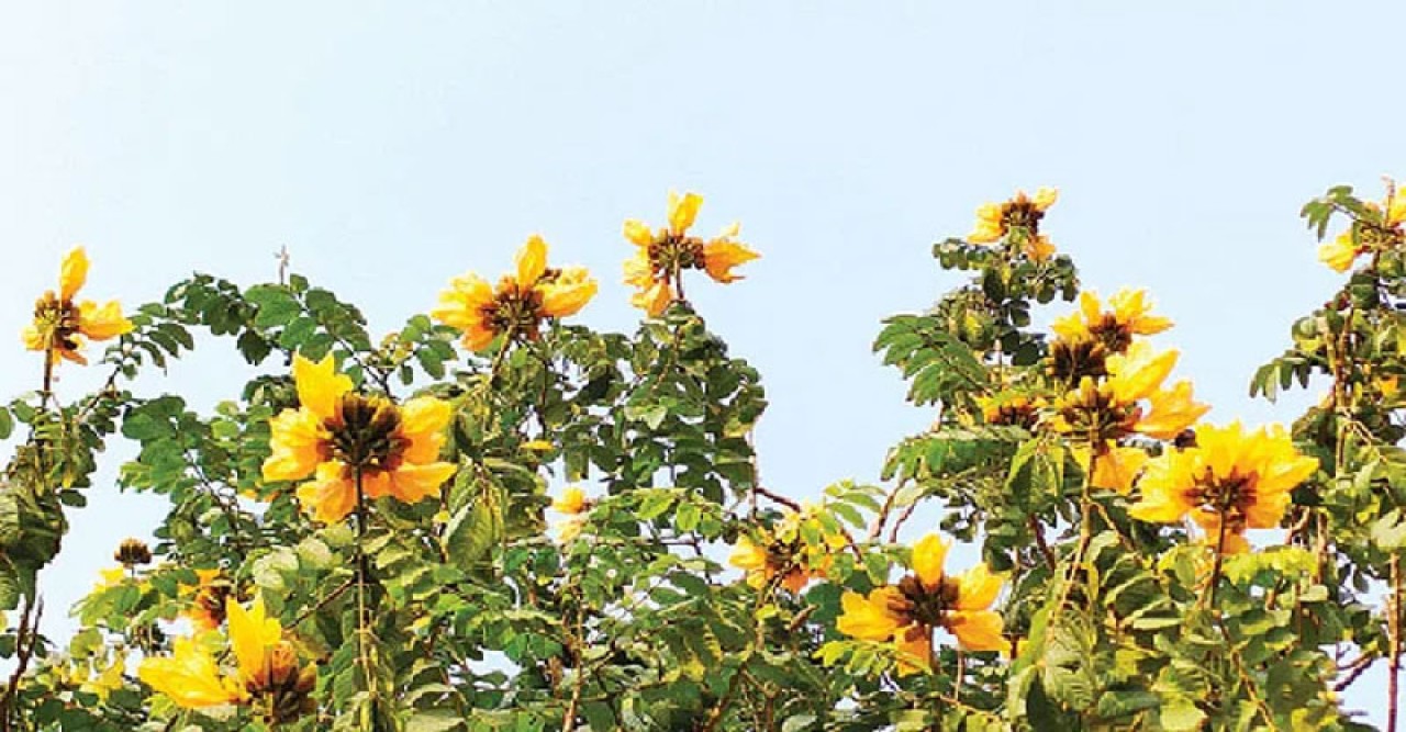 বিরল হলুদ রুদ্রপলাশ