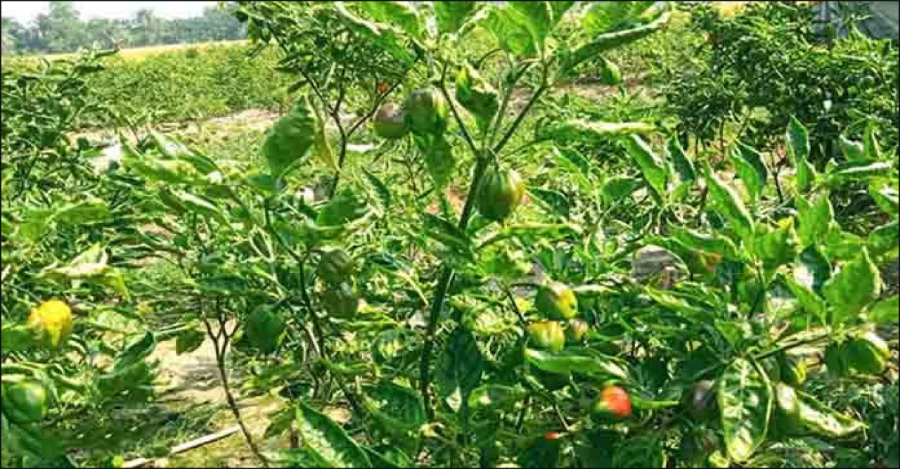 সুগন্ধি মরিচ চাষে কৃষকের ভাগ্য বদল!