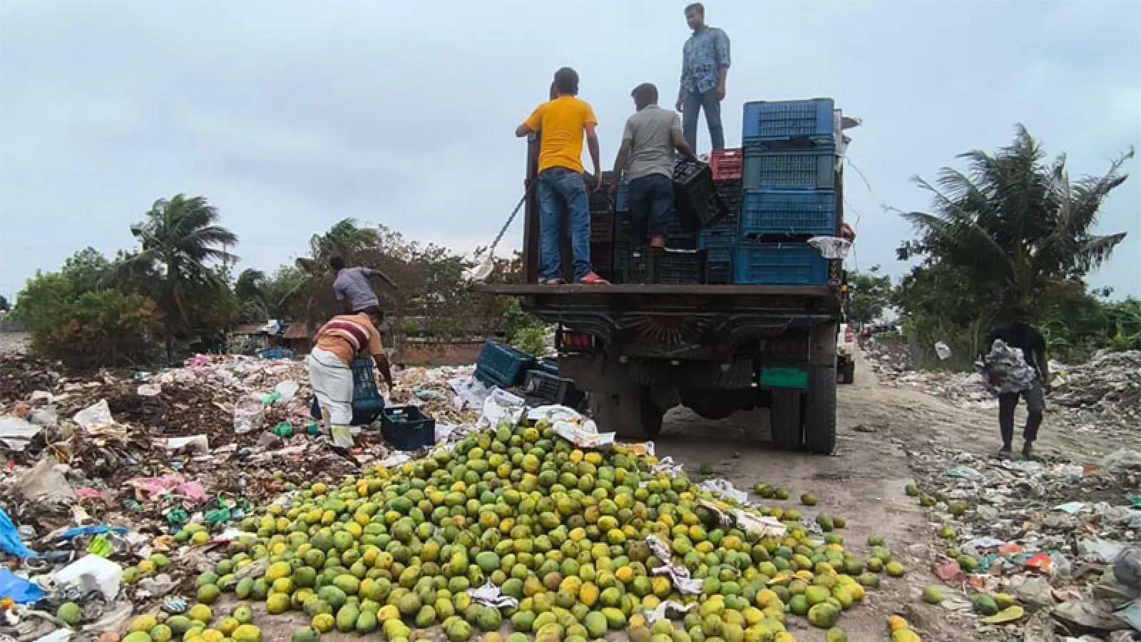 কার্বাইডে পাকানো ৯ হাজার কেজি আম জব্দ, ধ্বংস