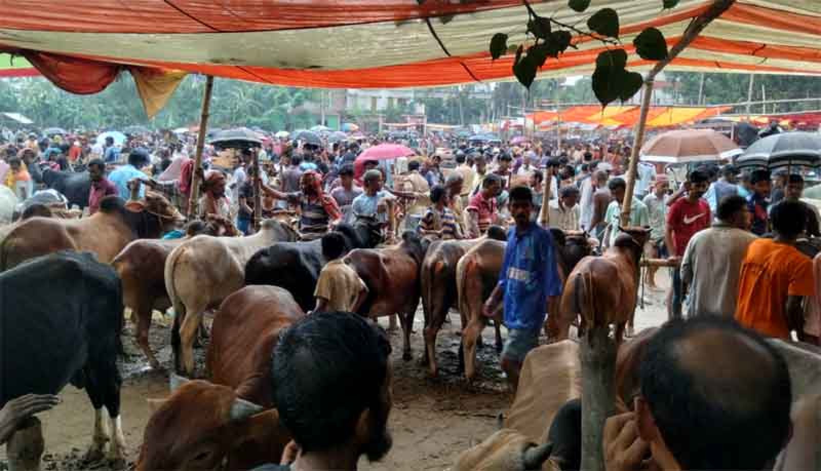 রায়গঞ্জের হাটপাঙ্গাসীতে জমে উঠেছে কোরবানীর পশুর হাট