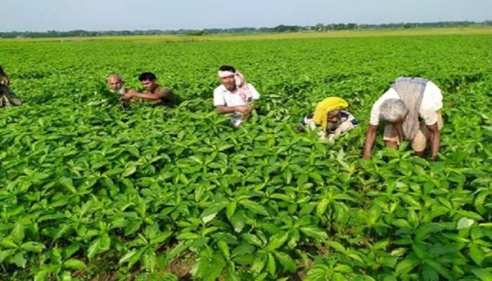 পাট চাষে আশা দেখছেন ফরিদপুরের চাষিরা
