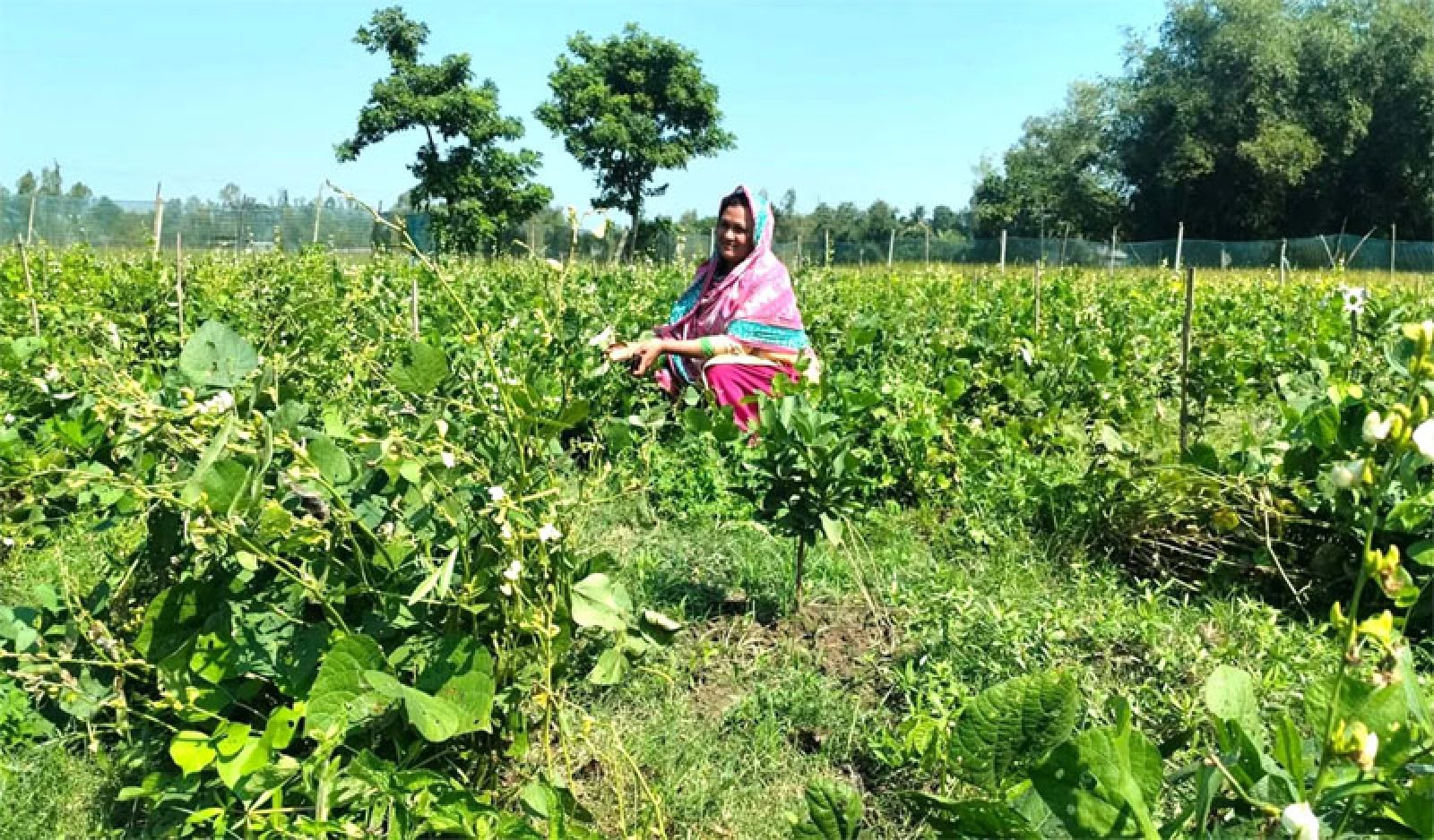 সবজি চাষে নারী উদ্যোক্তা সেলিনার বাজিমাত