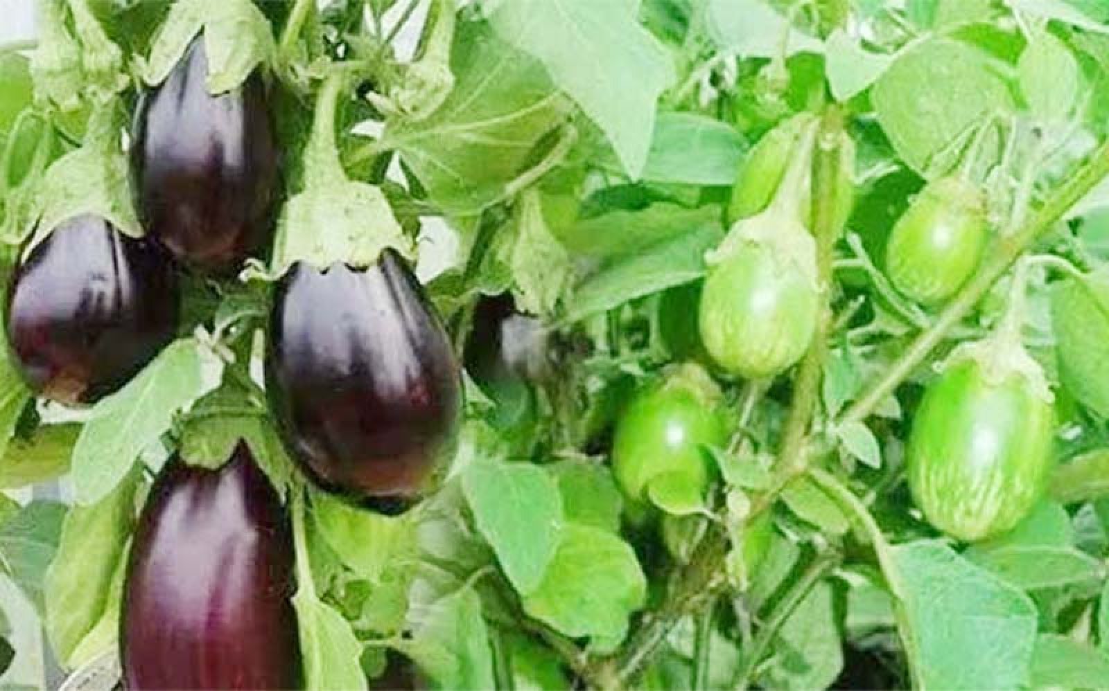 দিনাজপুরে বেগুন চাষে বাম্পার ফলন