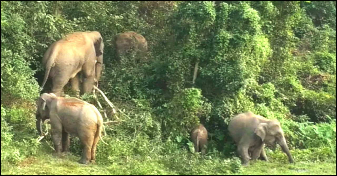 গভীর রাতে বন্যহাতির আক্রমণে এক বৃদ্ধার মৃত্যু