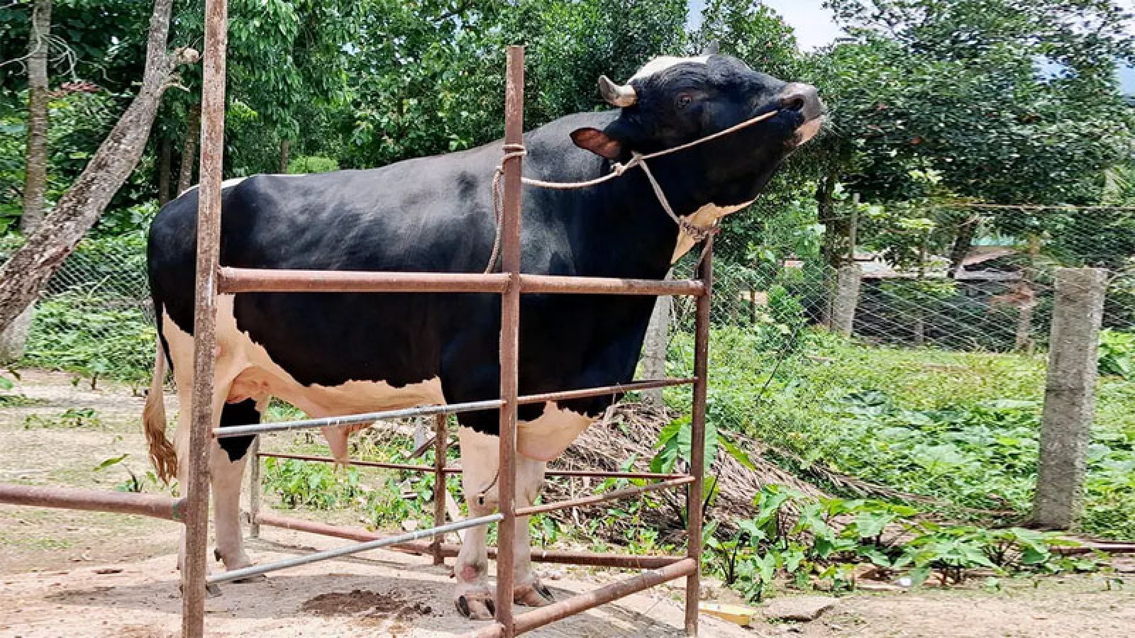 খাগড়াছড়িতে কোরবানির হাটে ঝড় তুলেছে ১১শ কেজির ‘সম্রাট’