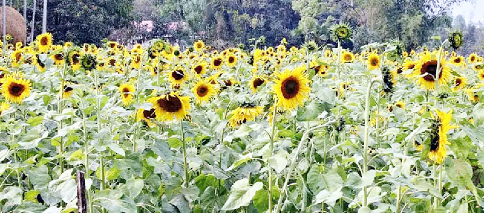 সূর্যমুখী চাষে আগ্রহী হচ্ছেন কৃষকেরা