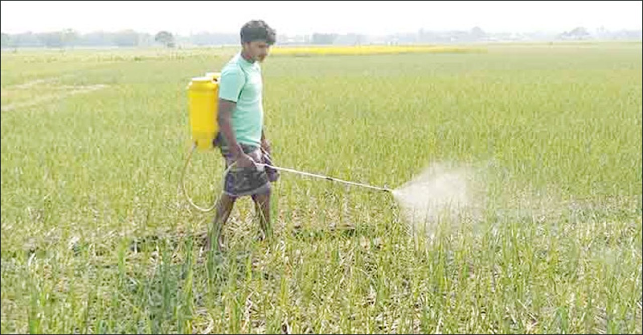দিনাজপুরে রসুন চাষে স্বপ্ন দেখছেন চাষিরা