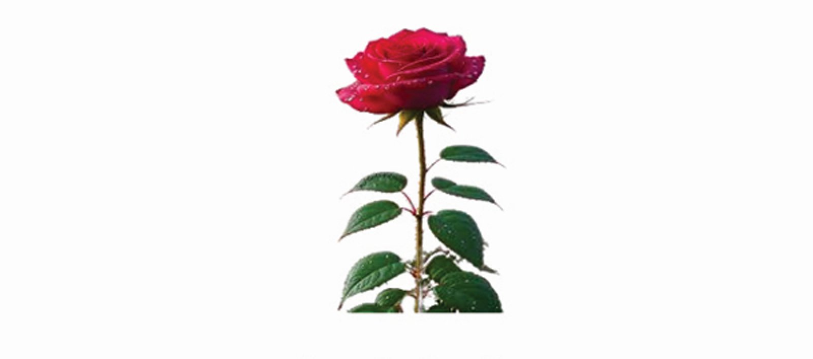 স্মৃতির পাতায় ১৪ ফেব্রুয়ারি