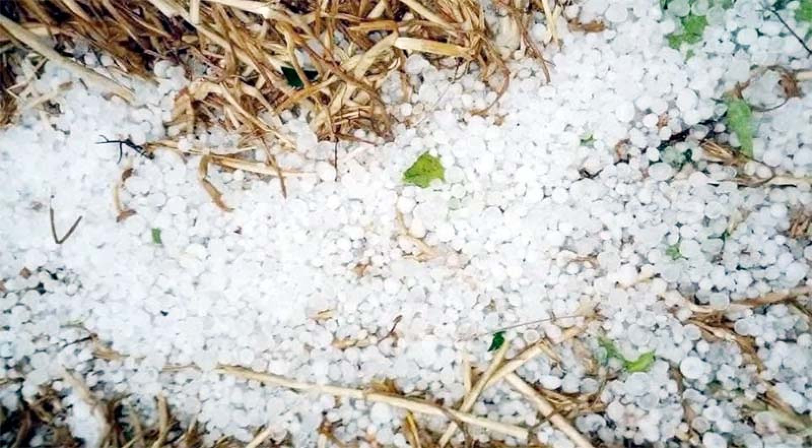 হঠাৎ শিলাবৃষ্টিতে বোরো ধানের ক্ষতি, আম ও লিচুর মুকুল ঝরে গেছে