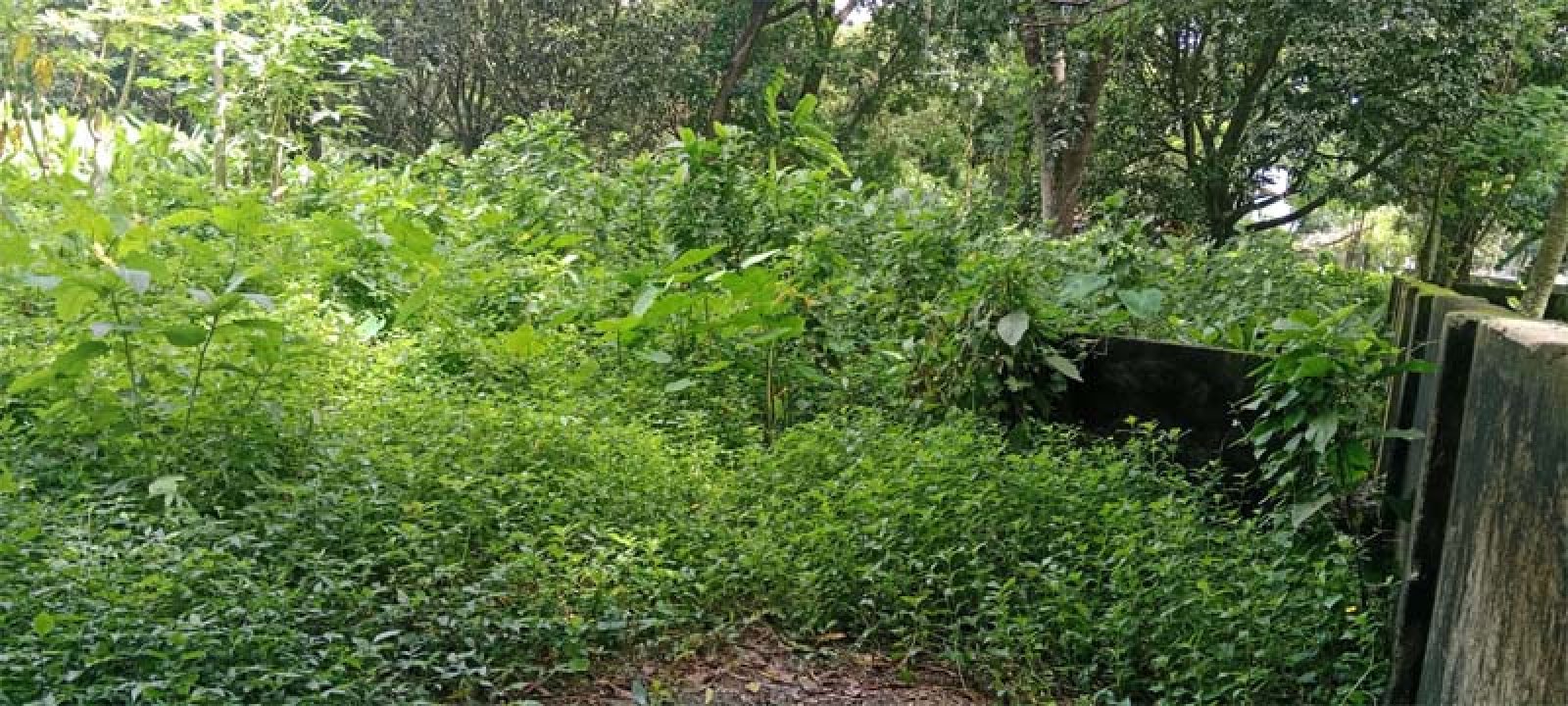 রুয়েট ক্যাম্পাসে সাপ-কুকুরের আতঙ্ক, নিরাপত্তা নিয়ে শিক্ষার্থীদের উদ্বেগ
