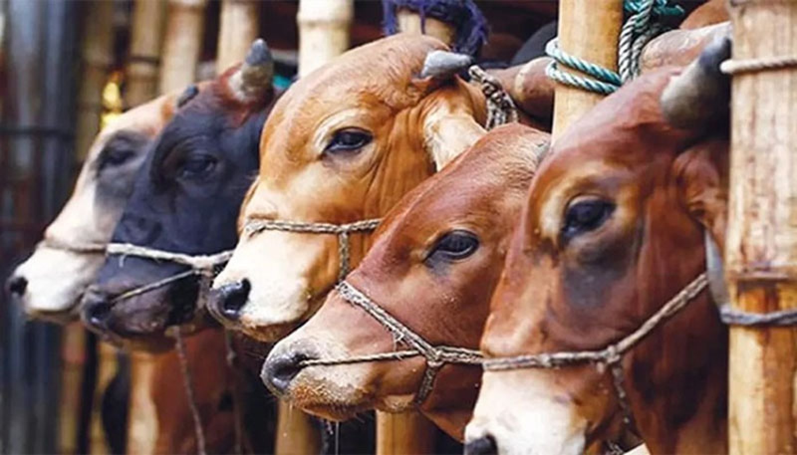 ঢাকার দুই সিটি করপোরেশনে ১৩টি করে হাট বসবে