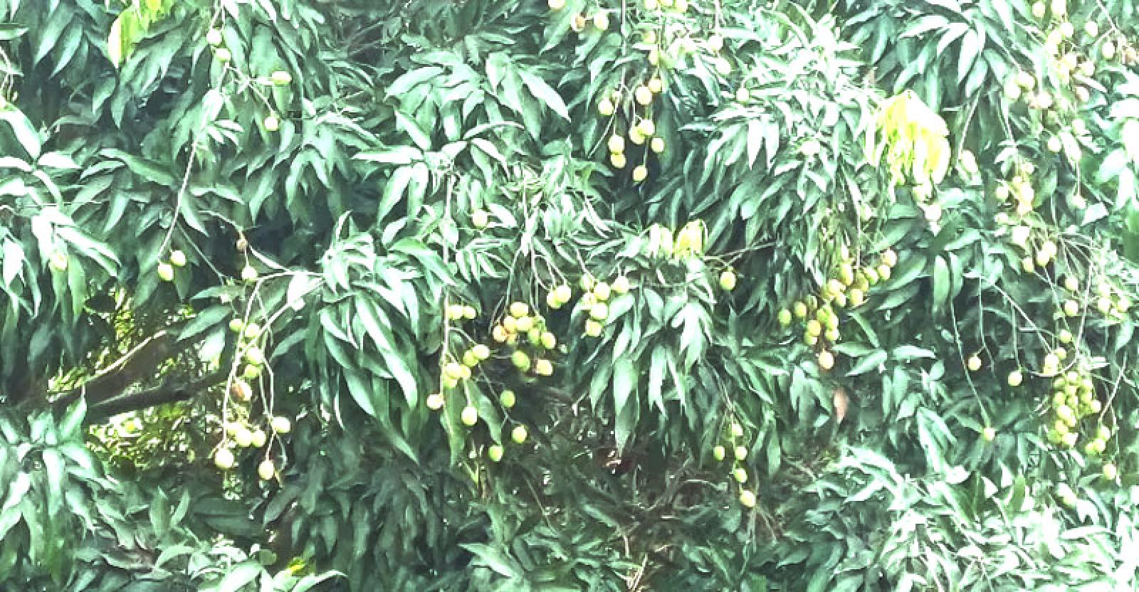 ৮০০ হেক্টর জমিতে লিচু চাষ, বাম্পার ফলনের আশা  কৃষকদের